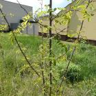 Robinia akacjowa