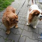 Lusia i Lila