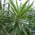 Pachypodium Lamere’a