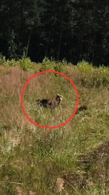 Wilki w Jaworznie. Mieszkaniec natknął się na nie w Ciężkowicach