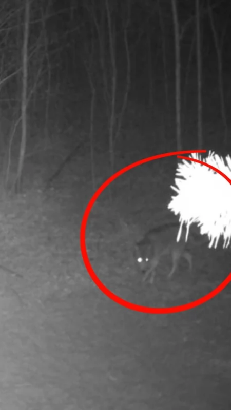 Wilki żyją w lasach Jaworzna. Fotopułapka zarejestrowała je w Ciężkowicach