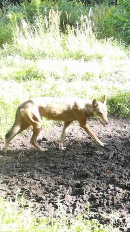Szakal w Jaworznie. Rzadko spotykane zwierzę zarejestrowała fotopułapka