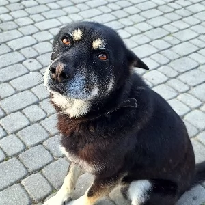 Zdjęcie: Zwierzęta Jaworzno Ekosektor