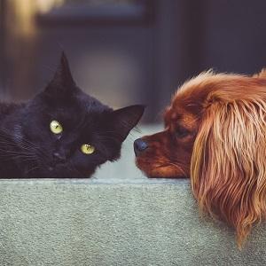 Jaworzno zwierzęta do oddania - psy i koty do adopcji ze schroniska  | jaw.pl