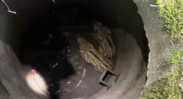Strażacy uratowali dwa młode dziki