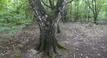 Bitwa o drzewa w Jaworznie: Łubowiecki las znów na celowniku