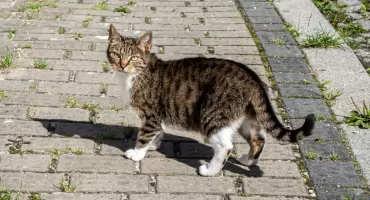 Program opieki nad zwierzętami bezdomnymi w Jaworznie 