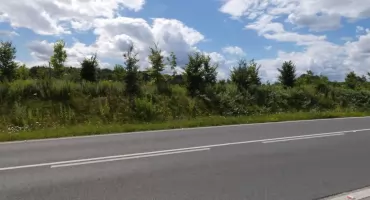 Zielona transformacja czy zielony pozór?