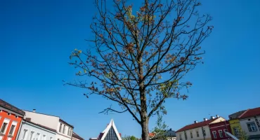 Symbol Jaworzna umiera na rynku. Jawor usycha 