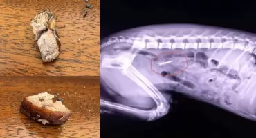 Śmiertelna pułapka na psy w Podłężu. Kiełbasa z gwoździami znaleziona w Jaworznie!