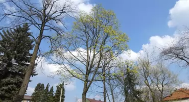 Kwitnący klon zwyczajny