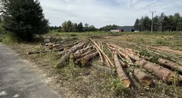 Wycieli las pod budowę zakładu. Teraz miasto sprawdza, czy zrobili to leganie