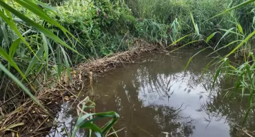 Bobry znowu budują tamy na rzece Kozi Bród