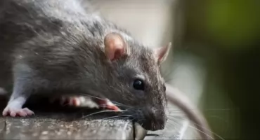 Powszechna akcja odszczurzania w Jaworznie