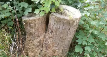 Masakra i odrodzenie: Zielona opowieść z obrzeży Śródmieścia