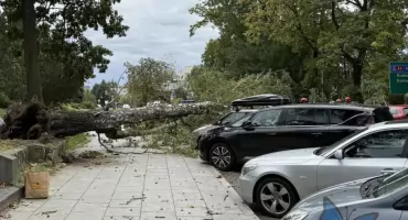 Pożegnanie pomnika przyrody - Drzewa Agnieszki 