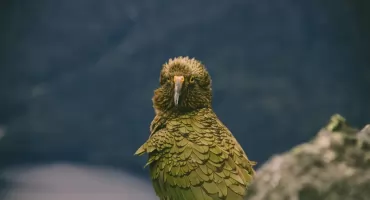 10 niezwykłych ptaków, o których mało kto słyszał
