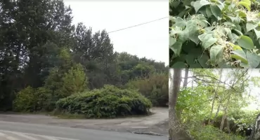 Stara Hałda w Jaworznie