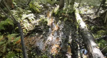 Las Gniotek, Most Cygański i Starodrzewie