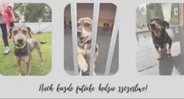 Mikołajkowa zbiórka dla zwierząt w schronisku w Chełmku