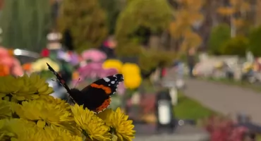 Jaworznickie nekropolie podczas Wszystkich Świętych - galeria zdjęć