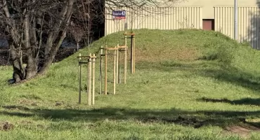 Nowe drzewa na skwerze przy Towarowej. Część nasadzono na górce saneczkowej