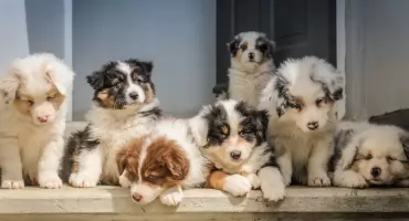 Jak zorganizować życie ze szczeniakiem – pierwsze tygodnie z nowym pupilem krok po kroku