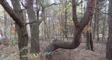 Na południe od Wilkoszyna - odkryj niezwykłe laski, porosty i kwiaty już teraz!