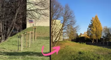 Posadzili drzewa na saneczkowej górce, po interwencji mieszkańców przesadzili je w nowe miejsce