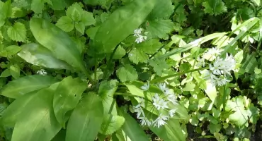 Czosnek niedźwiedzi – aromatyczny skarb natury pod ochroną