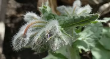 Ogórecznik lekarski – ogrodowy wędrowiec i miododajny skarb