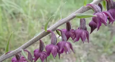 Kruszczyk rdzawoczerwony – barwny storczyk polskich lasów i muraw