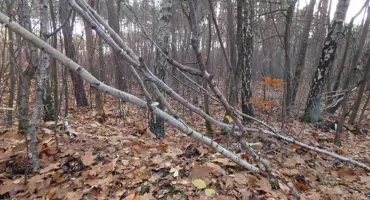 Las na Podłężu: flora, grzyby i zielenie
