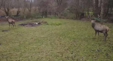 Jelenie przed obiektywem drona. Mieszkaniec Jelenia nagrał niezwykłą wizytę