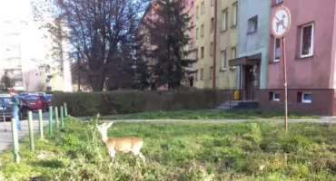 Sarenka z Jaworzna złamała zakaz. Przyszła pod blok i urządziła sobie ucztę
