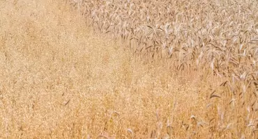 Biologiczne środki ochrony roślin w walce z odpornością szkodników i chwastów