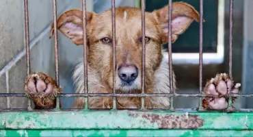 Weto prezydenta Karola Nawrockiego w sprawie tzw. ustawy łańcuchowej. Politycy i organizacje prozwierzęce reagują