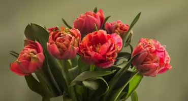 Wszystkim Barbarom w Dniu Imienin