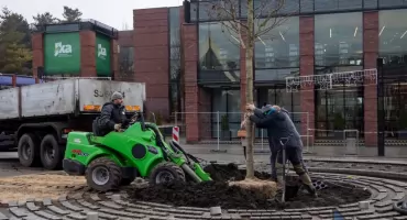 Zasadzili ambrowca na jaworznickim rynku