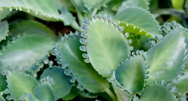 Żyworódka pierzasta, sok z buraka i orzechy – naturalne wsparcie zdrowia