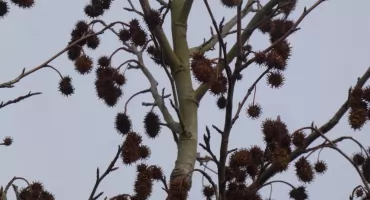 Ambrowiec i Derń w Jaworznie