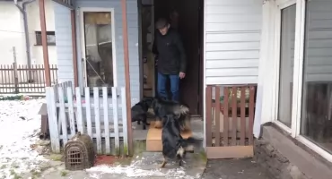 Awantura o biegające psy w Byczynie. 62-latek pobity przez sąsiada