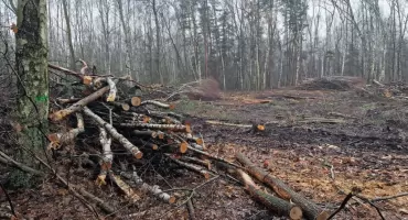 Wycinka drzew w Jaworznie. Mieszkańcy zaniepokojeni