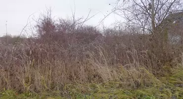 Skarby geologii z ulicy Chełmońskiego – historia ukryta w kamieniach i zieleni