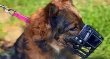 Podatek od psa w 2026 roku. Wyższe stawki, ale nie wszędzie i nie dla wszystkich