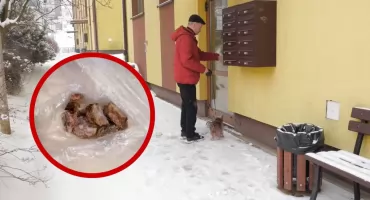 Kolejny truciciel zwierząt?  Mieszkańcy osiedla coraz częściej znajdują zatrute jedzenie