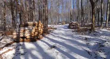 Korzeniec po wycince