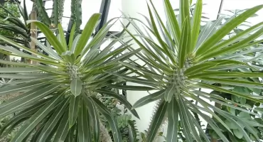 Palma, która palmą nie jest – pachypodium Lamerei