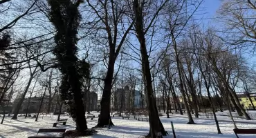 Pomnik przyrody w Jaworznie do wycięcia. Miasto chce zdjąć status pomników przyrody z trzech drzew