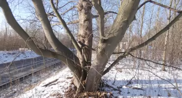  Jawor w Jaworznie: Szokujące fakty i ciekawostki​ z Cezarówki Dolnej